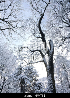 Silhouette der alten Buche durch Schnee gegen den blauen Himmel bedeckt Stockfoto