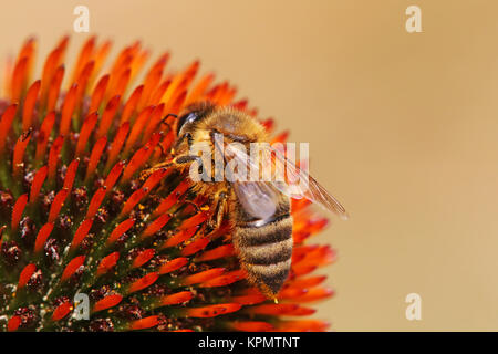 Makroaufnahme Honigbiene auf Echinacea purpurea Echinacea purpurea Stockfoto