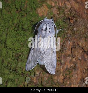 Grosser Gabelschwanz Puss Moth, Nachtfalter, Stockfoto