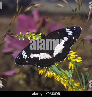 Kleiner Eisvogel, Limenitis camilla, White Admiral, ein seltener Waldschmetterling Stockfoto