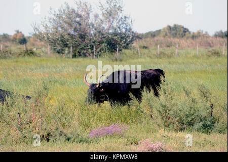 Camargue Stiere in ihre Weide Stockfoto