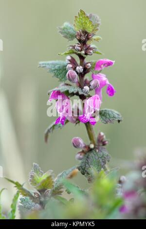 Gesprenkelte Brennnessel/lamium maculatum Stockfoto