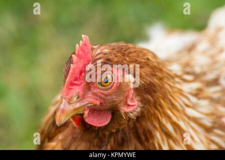 Braunes Huhn / braunes Huhn Stockfoto