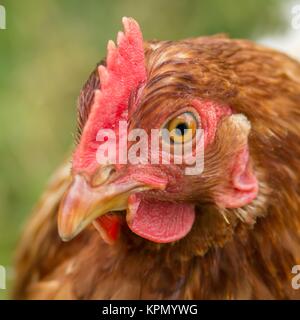 Braunes Huhn / braunes Huhn Stockfoto