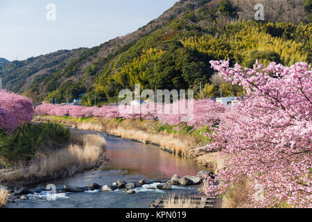 Sakura und Fluss in kawazu Stadt Stockfoto