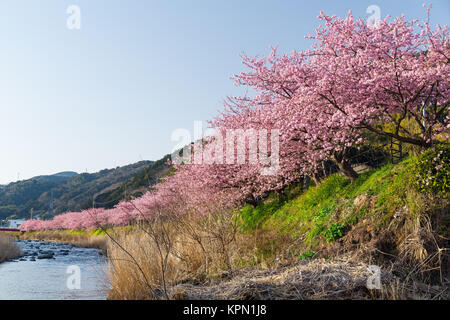 Sakura in Kawazu Stadt Stockfoto