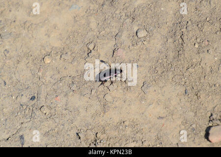 Räuberische Käfer durch das Gelände läuft Stockfoto