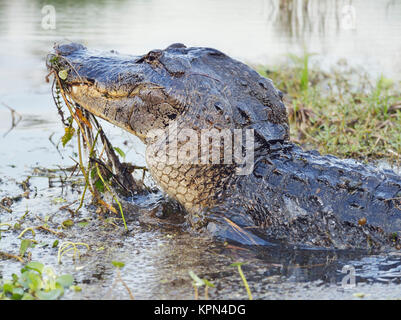 Wilde Florida Alligator springt aus dem Wasser Stockfoto