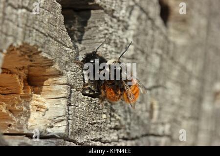 Gehörnte Maurerbienen (osmia cornuta) während der Paarung Stockfoto