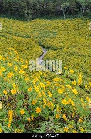 Wilde Mexikanische Sonnenblume blüht Moutain in Meahongson, Thailand Stockfoto