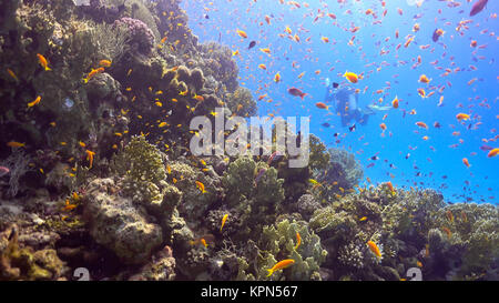 Tropische Fische auf lebendigen Korallenriff Stockfoto