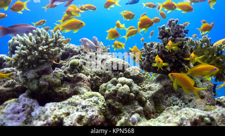 Tropische Fische auf lebendigen Korallenriff Stockfoto