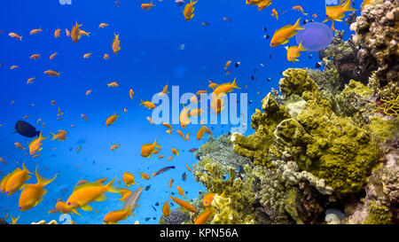 Tropische Fische auf lebendigen Korallenriff Stockfoto