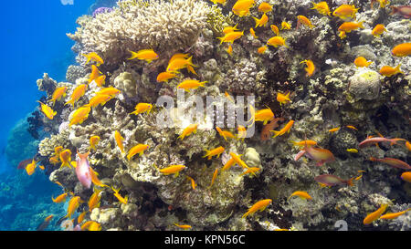 Tropische Fische auf lebendigen Korallenriff Stockfoto