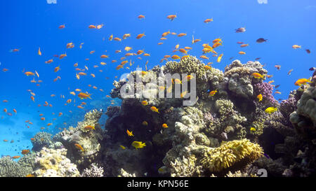 Tropische Fische auf lebendigen Korallenriff Stockfoto