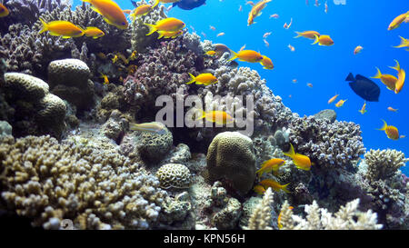 Tropische Fische auf lebendigen Korallenriff Stockfoto