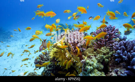 Tropische Fische auf lebendigen Korallenriff Stockfoto