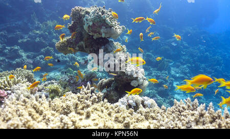 Tropische Fische auf lebendigen Korallenriff Stockfoto