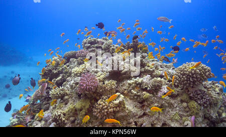 Tropische Fische auf lebendigen Korallenriff Stockfoto