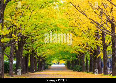 Herbst Jahreszeit ginkgo Blätter im Herbst, Japan Stockfoto