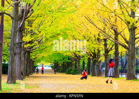 Herbst Jahreszeit ginkgo Blätter im Herbst, Japan Stockfoto