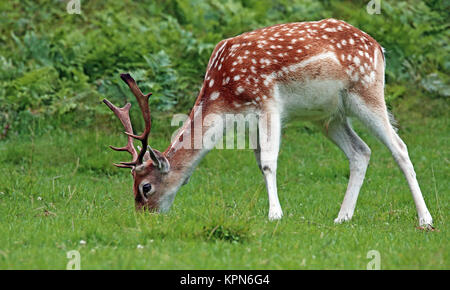 Männlichen damwild am Waldrand Stockfoto