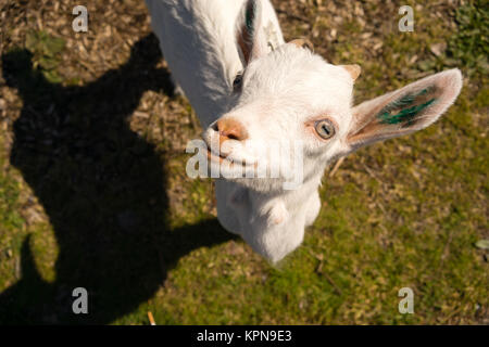 Neugeborene Tiere Albino Bock erforscht eine Pause Look bei Ihnen Stockfoto