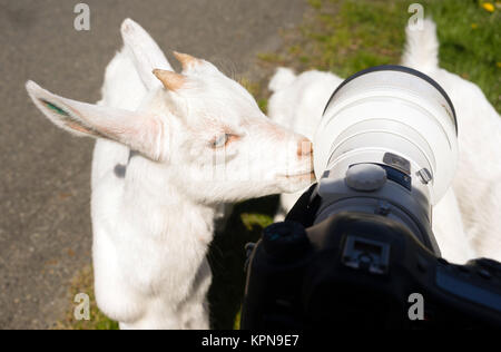 Neugeborenes Tier Albino Bock erforscht Kamera lange Zoomobjektiv Stockfoto