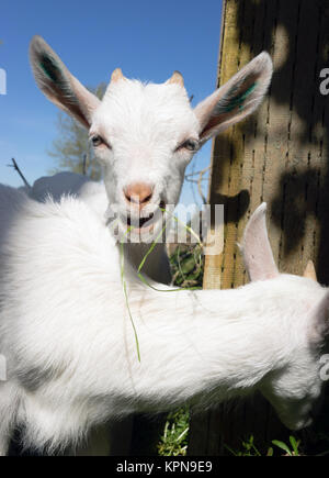 Neugeborenes Tier Albino Bock beschäftigt sich mit der Nahrungssuche essen Gras Blumen Stockfoto