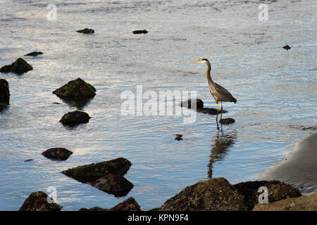 Great Blue Heron wilden Vogel Tier- und Pflanzenwelt River Jäger Stockfoto