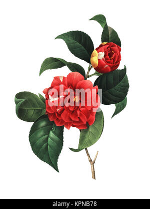 19. jahrhundert Abbildung eines Camellia japonica, auch als Rose des Winters. Kupferstich von Pierre-Joseph Redoute. In Choix Des Plus Belles F veröffentlicht. Stockfoto