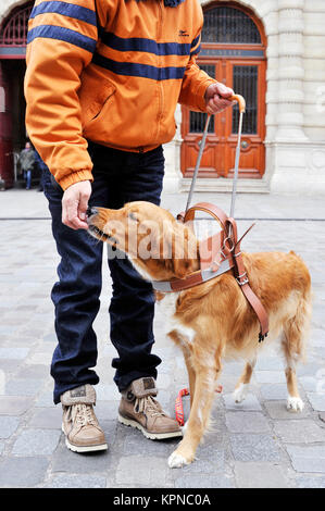 Ausbildung Guidedog - Paris - Frankreich Stockfoto