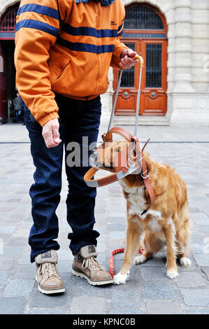 Ausbildung Guidedog - Paris - Frankreich Stockfoto