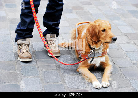 Ausbildung Guidedog - Paris - Frankreich Stockfoto