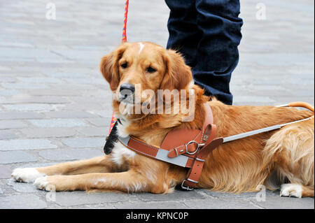 Ausbildung Guidedog - Paris - Frankreich Stockfoto