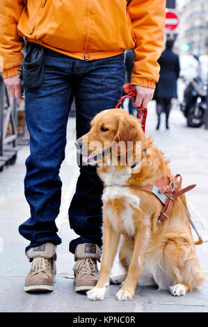 Ausbildung Guidedog - Paris - Frankreich Stockfoto