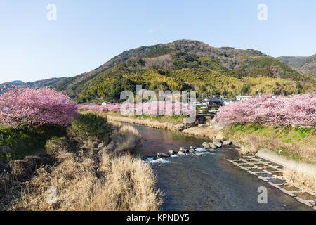 Japanische Stadt mit Sakura Stockfoto