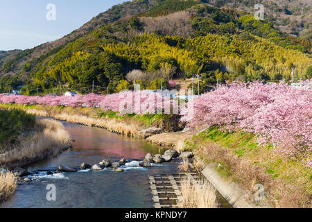 Kirschbaum in der japanischen Stadt Stockfoto