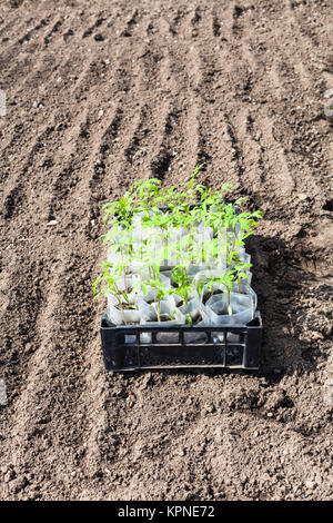 Container mit grünen Sprossen von Tomate Stockfoto