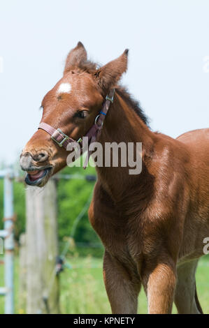 Süße 10 Tage alten Fohlen Stockfoto