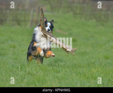 Australischer Schäferhund Stockfoto