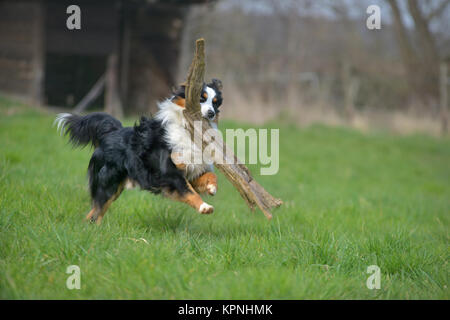 Australischer Schäferhund Stockfoto