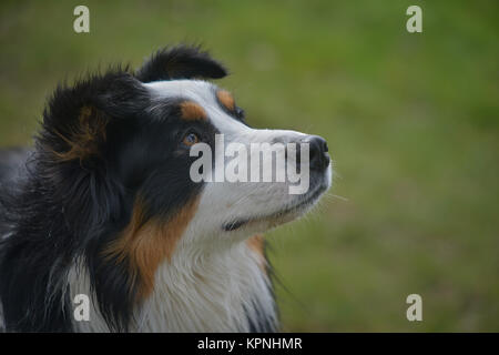 Australischer Schäferhund Stockfoto