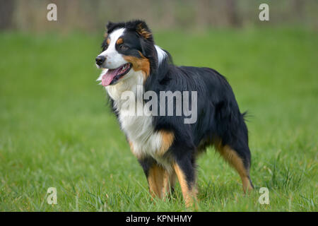 Australischer Schäferhund Stockfoto