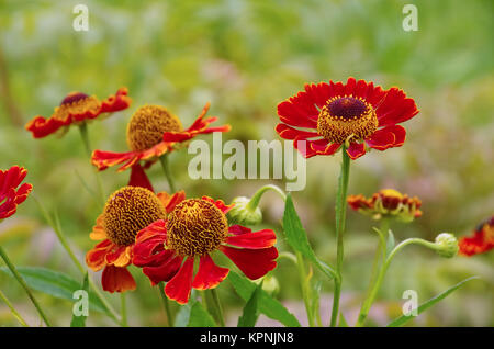 Sneezeweed - helenium Blume im Sommer Stockfoto