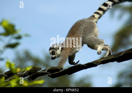 Klettern Lemur catta Stockfoto