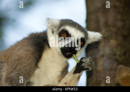 Essen Lemur catta Stockfoto