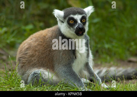 Schockiert Lemur catta Stockfoto