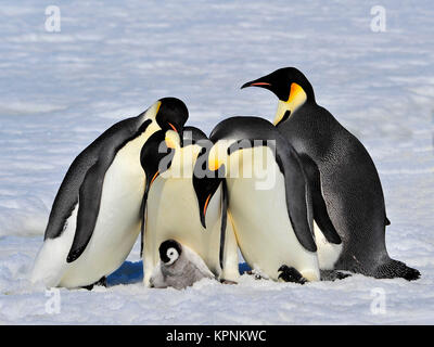 Kaiserpinguine mit Küken Stockfoto