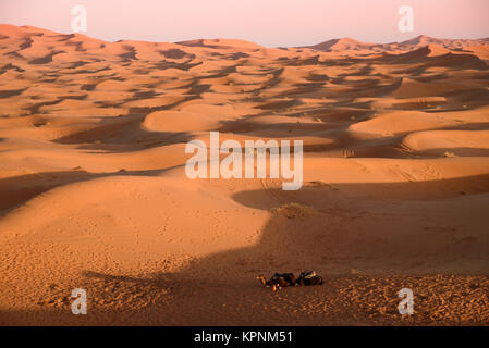 Kamele in den Dünen, Marokko, Sahara Stockfoto